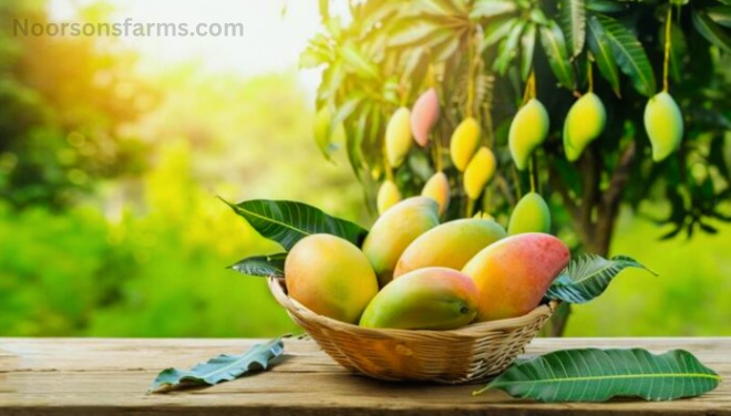 noorson farms mango
